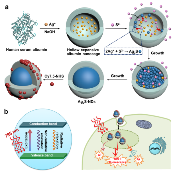 ACS_Nano-scheme图.png