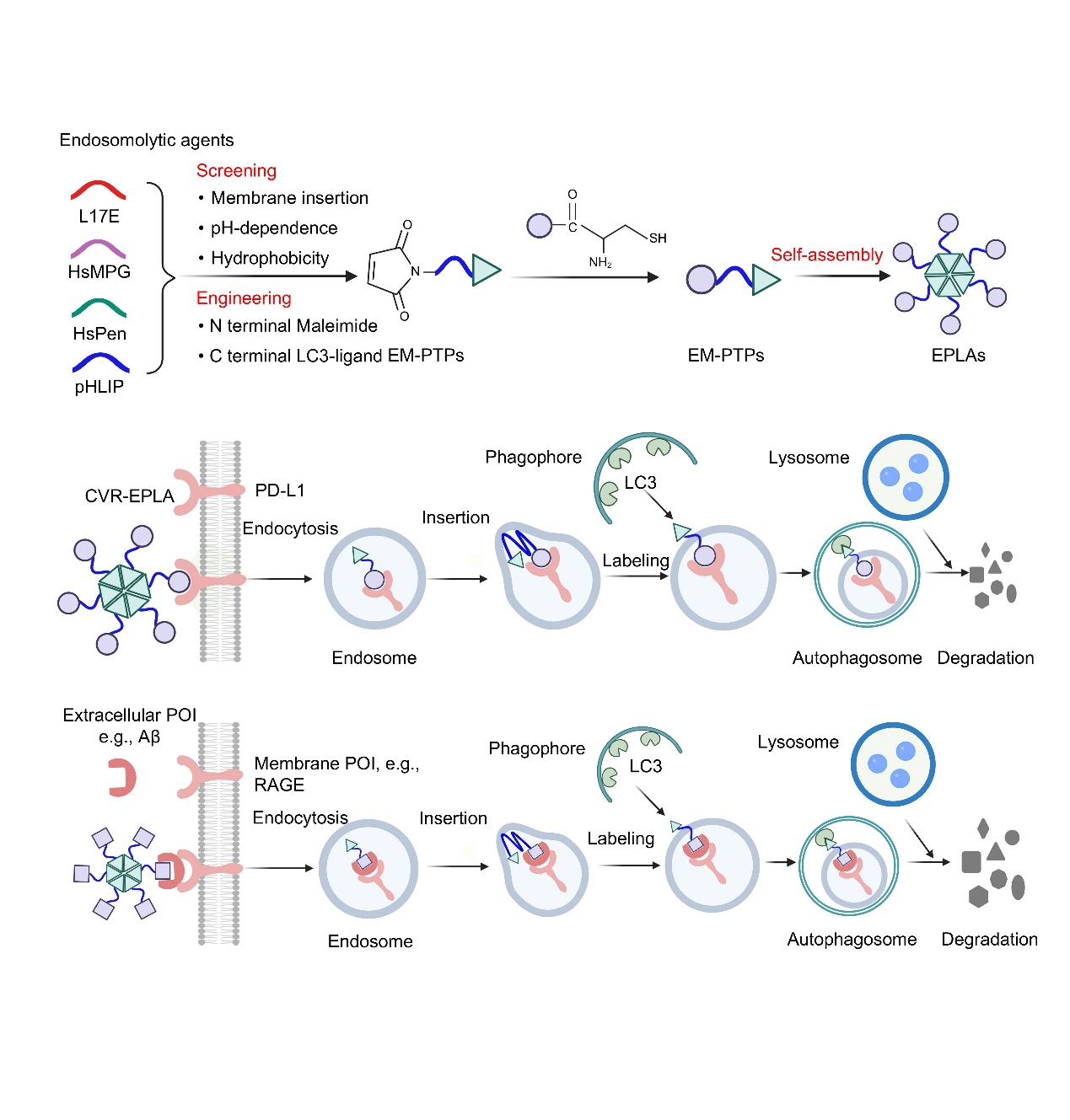 Research diagram illustrating the EPLA mechanism